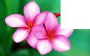 fleur Tahiti ...