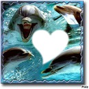 love dophin