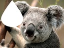 le koala souriant
