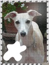 whippet puzzle