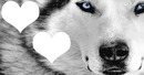 werewolf love