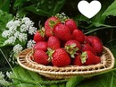 Corbeille fraises