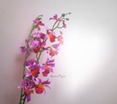 Orchidee für dich