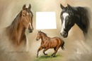 de drie  paarden
