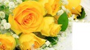 Roses jaune