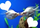 peces besadores
