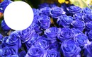 Bouquet de roses bleues