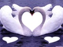 Cisnes Enamorados♥