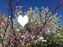 blossom tree