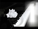 Piano rose