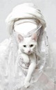 gato branco