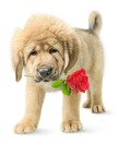 chien avec une rose dans sa gueule 1 photo
