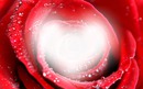 rose coeur