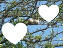 love is in the tree