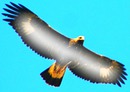 aguila real
