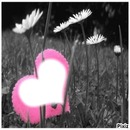 ♥ rose sur herbe