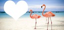 Flamants roses plage