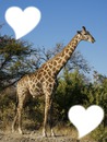 giraffe avec coeur