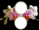 cadre orchidées