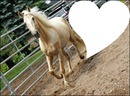 cheval / coeur