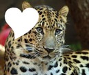 leopard coeur
