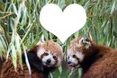isabella panda roux