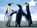 l equipe des pingouin