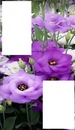 Ma belle violette