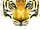 love tigre