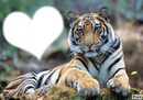 coeur de tigre