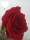 my Rose