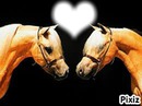 love horse