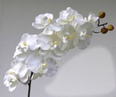 orchidées blanches