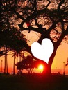 coeur en arbre