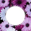 circulo sobre flores lila, una foto.