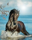caballo en el mar