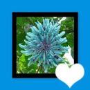 Blaue Sternblume