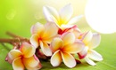 Frangi Pani-Hawaii Flowers