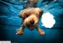 chien piscine