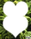 marijuana heart