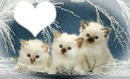 *Famille chatons*