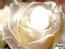 rose romantique