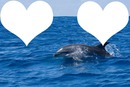 love dauphin