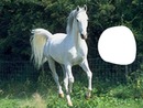 Caballo Blanco