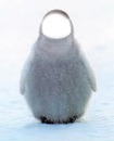 pingouin