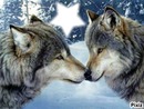 loups