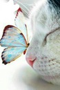 gatto con farfalla