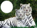 2 tigres blanc