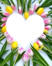 Corazon de Tulipanes