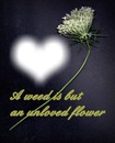 Quote : a weed is but an unloved flower